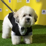 Brewers mascot Hank wins Dog of the Year at World Dog Awards