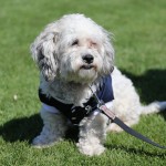Brewers’ Scooter Gennett helps stray dog at spring training