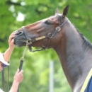 American Pharoah to break from fifth post at Belmont (Reuters)