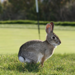 Rabbits, St. Andrews, and the most valuable tee time in golf history