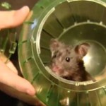 Diamondbacks rallying around new mascot — a hamster named Slider